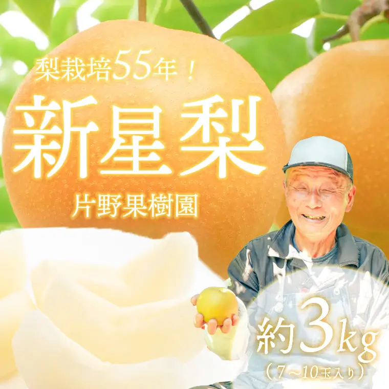 新星梨 約3kg 09月上旬発送  梨 先行受付