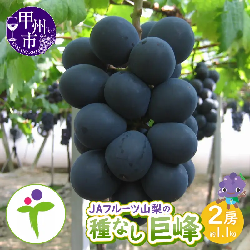 JAフルーツ山梨 甲州市産種なし巨峰2房【80】【2026年発送】B-104 巨峰 フルーツ
