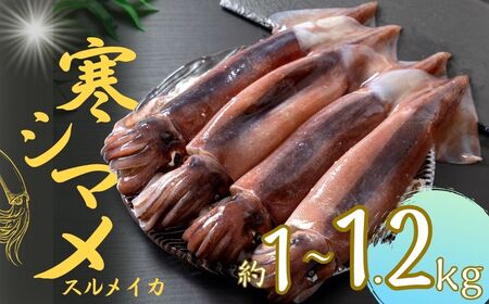 【朝どれ寒シマメ 大サイズ 3～4杯】1kg～1.2kg いか イカ スルメイカ 朝どれ寒シマメ 御歳暮 ギフト 12月24日までのご注文で年内発送朝どれ寒シマメ スルメイカ 1kg～1.2kg 3～4杯 いか イカ スルメイカ CAS CAS冷凍 父の日 母の日 バーベキュー ギフト
