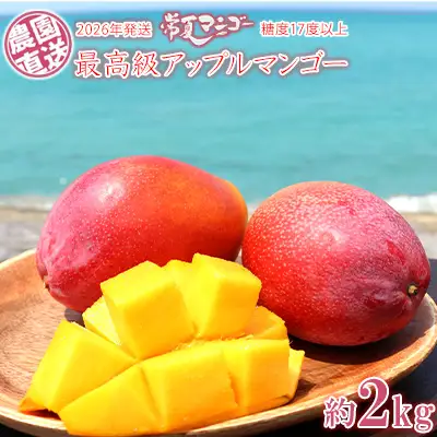 マンゴー【2026年発送】最高級 常夏アップルマンゴー！糖度17度以上 約2kg