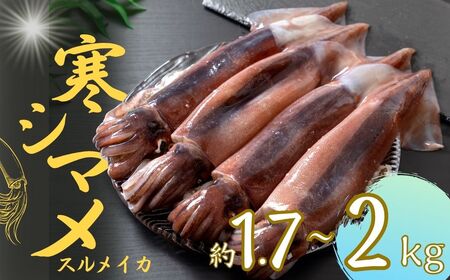 【朝どれ寒シマメ 大サイズ 5～6杯】1.7kg~2kg いか イカ スルメイカ 朝どれ寒シマメ 御歳暮 ギフト 12月24日までのご注文で年内発送