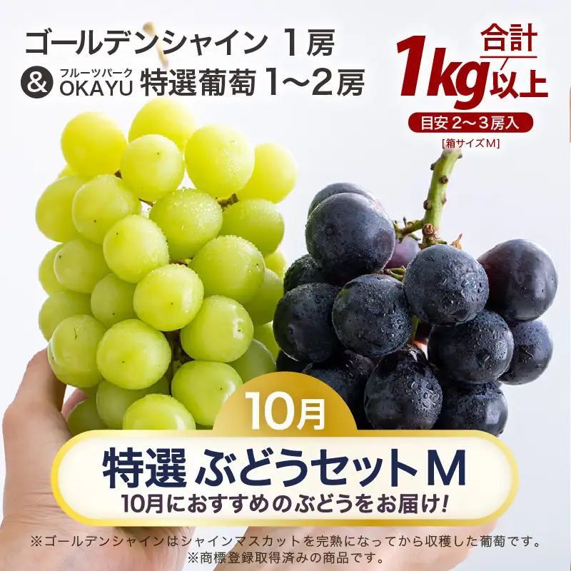 【先行予約】【訳あり】10月特選 ぶどうセットM 1kg以上（2～3房）／ 葡萄 シャインマスカット 完熟 ゴールデン シャイン 品種 おまかせ あわら 農家おすすめ ※2026年10月より順次発送 [aw007-a002]