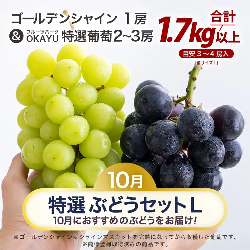 【先行予約】【訳あり】10月特選 ぶどうセットL 1.7kg以上（3～4房）／ 葡萄 シャインマスカット 完熟 ゴールデン シャイン 品種 おまかせ あわら 農家おすすめ ※2026年10月より順次発送 [aw007-b001]