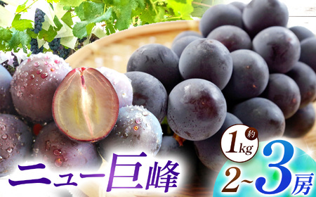【先行予約】【数量限定】宮内果樹観光園のニュー巨峰 約1kg ぶどう 2～3房 | フルーツ くだもの 巨峰 ニュー巨峰 大分県 中津市
