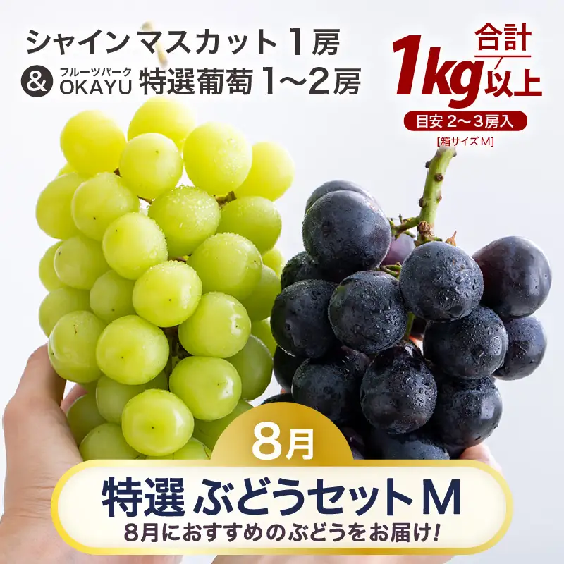 【先行予約】8月特選 ぶどうセットM　1kg以上（2～3房）／ 葡萄 シャインマスカット シャイン 品種 おまかせ あわら 農家おすすめ ※2026年8月より順次発送 [aw007-a003]