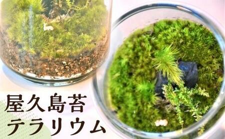 屋久島苔テラリウム | テラリウム