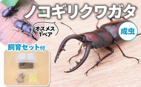 【配送期間は2026年6月下旬～8月上旬に随時配送】ノコギリクワガタ（成虫）オスメス１ペア飼育セット付 生き物 昆虫 