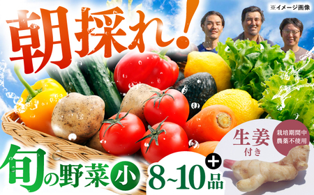 土佐の太陽をいっぱいに浴びた旬の野菜生姜約100gのセット「小」【土佐野菜】 [ATBA003]スピード 最短 最速 発送 春 春野菜 旬野菜 野菜詰め合わせ