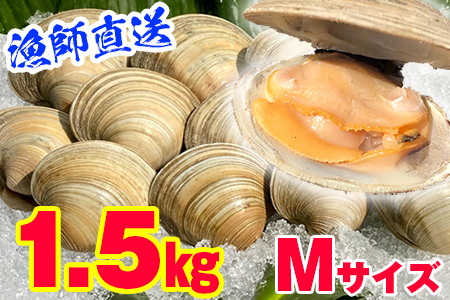 漁師直送！活ホンビノス貝1.5kg（Mサイズ）