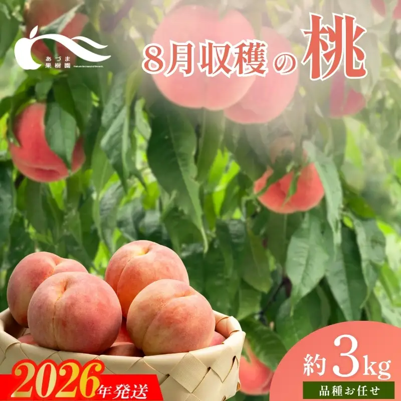 No.1760もも　8月収穫の桃 福島市産 白桃 品種 おまかせ 約3kg【2026年発送　先行予約】