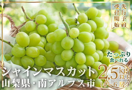 【2026年発送】大容量 山梨県産 シャインマスカット 2.5㎏以上(4～6房)  | シャインマスカット