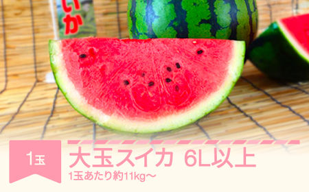 先行予約 大玉すいか 6L×1玉 令和8年産 mk-suoox11