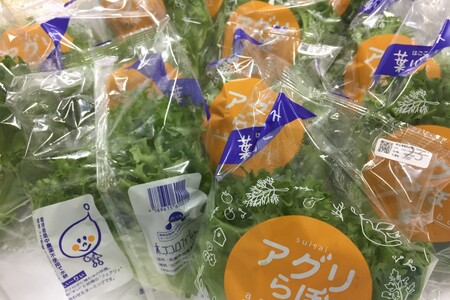 植物工場産　洗わずに食べられるフリルレタス　12袋セット [野菜 水耕栽培 栽培期間中農薬不使用] 