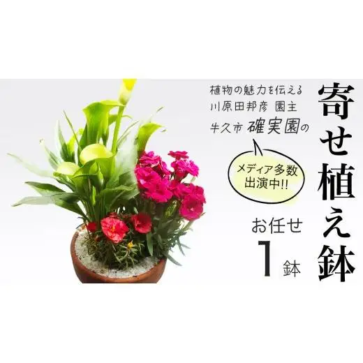【 確実園 オリジナル 】 寄せ植え （おまかせ1点）