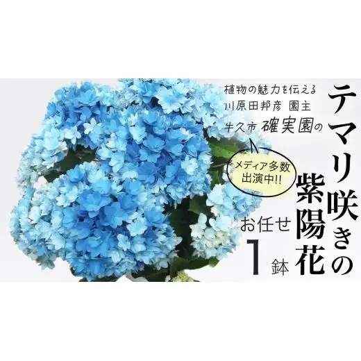 ≪先行予約≫ アジサイ テマリ咲き【 おまかせ 1点 】【2026年4月上旬頃より発送開始】