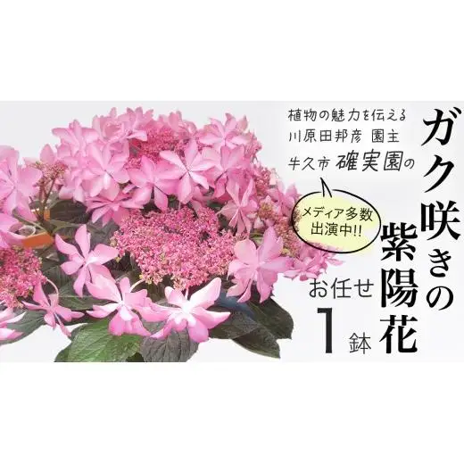 ≪先行予約≫アジサイ ガク咲き 【 おまかせ 1点 】【2026年4月上旬頃より発送開始】