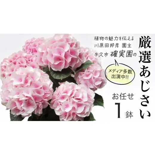 ≪先行予約≫アジサイ 【 おまかせ 1点 】【2026年4月上旬頃より発送開始】