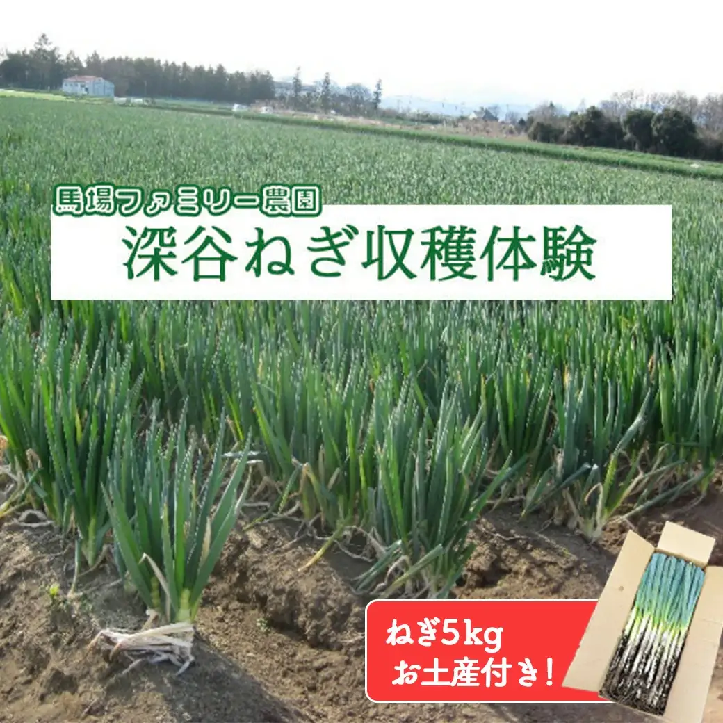 深谷でねぎ収穫体験（お土産ねぎ5kg）　【11218-0093】