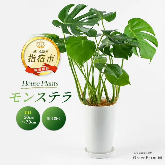 2026年3月上旬～発送【観葉植物】モンステラ50cm～70cm Green Farm M