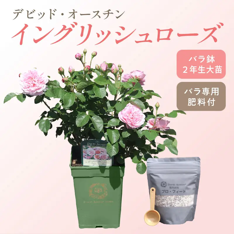 【イングリッシュローズ】 デビッド・オースチン バラ鉢苗 （バラ専用肥料付）【品種指定不可】 バラ ばら イングリッシュローズ バラ鉢苗 鉢苗 花【025D-003】
