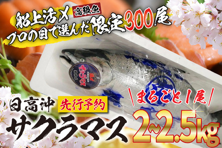  ＜ 5月31日までの受付 ＞ 北海道産 サクラマス 2～2.5kg まるごと 1尾 北海道 鱒 マス 旬 新鮮 魚 鮮魚 活〆