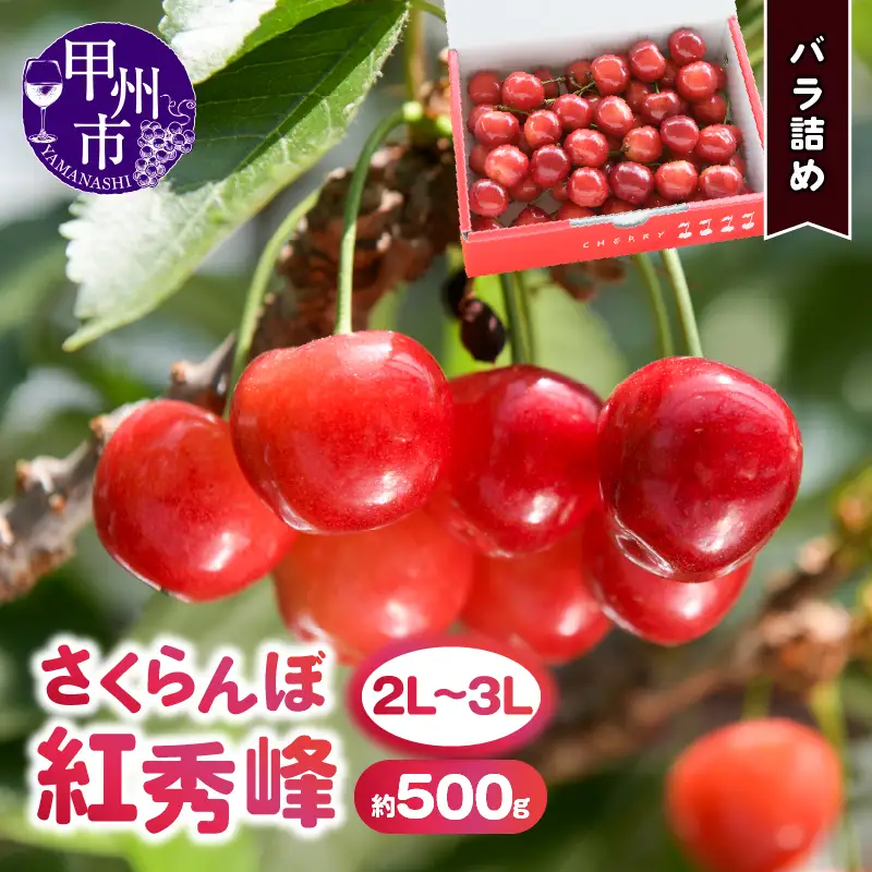 大粒さくらんぼ童夢の「紅秀峰」バラ詰め（約500g 2L～3L）【2026年発送】（DOM）C-141
