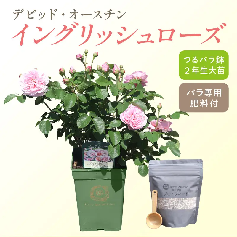 【 イングリッシュローズ 】 デビッド・オースチン つるバラ鉢苗（バラ専用肥料付） 花 バラ 薔薇 ばら インテリア ガーデニング フラワー つるバラ鉢苗 鉢苗 植物 薔薇苗 フラワー 初心者【025D-004】