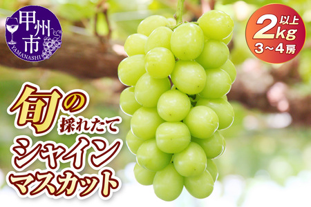 シャインマスカット 旬の採れたて大粒シャインマスカット2.0kg以上（3房～4房）【2026年発送】（HO）B18-401 フルーツ