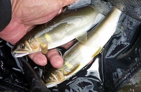 狩野川の冷凍鮎詰め合わせ