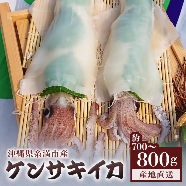 沖縄の漁師まちからお届け!糸満産 ケンサキイカ 700g ～ 800g イカ いか 冷凍 真空パック 水揚げ 急速冷凍 沖縄 産地直送 新鮮 イカ刺身 煮付け 魚介 海鮮 海の幸 刺身 イカフライ 姿焼き いかめし イカ刺 イカ飯 イカ焼き 剣先イカ 沖縄県 糸満市