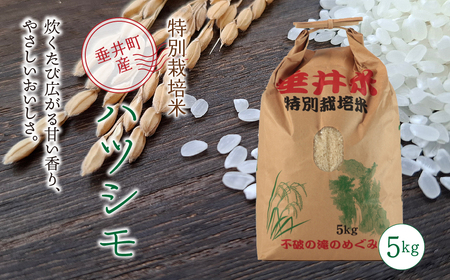 ≪令和7年産≫【特別栽培米】垂井町産 ハツシモ 5kg ｜ お米 米 こめ コメ 白米 精米 ご飯 ライス 産地直送 ギフト 贈答用 プレゼント 岐阜県産