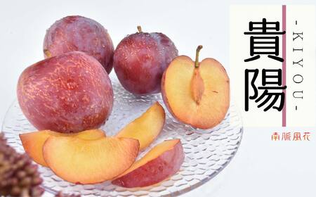 【2026年発送先行予約】高級スモモ【貴陽】1.8kg 相当　 ALPAJ016