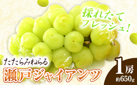 たたらみねらる 瀬戸ジャイアンツ 約650g　ぶどう