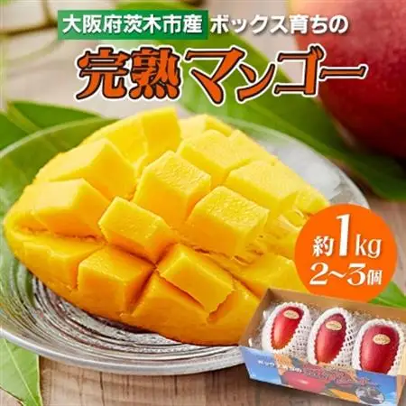 大阪茨木 小川農園の《贈答用》完熟マンゴー約1kg〈2～3個入〉【R8年7月中旬発送開始】_果物・フルーツ マンゴー  _【配送不可地域：離島】【1229124】