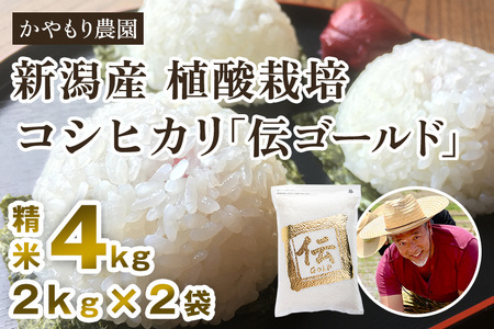 【令和6年産米】新潟産コシヒカリ「伝ゴールド」白米真空パック 精米4kg（2kg×2）かやもり農園