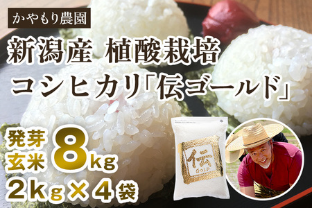【令和6年産米】新潟産コシヒカリ「伝ゴールド」白米真空パック 精米8kg（2kg×4）かやもり農園