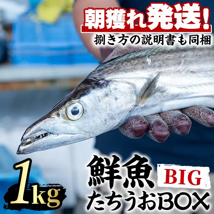 【0223204a】鮮度が命！鮮魚問屋が厳選した『鮮魚たちうおビッグサイズBOX』(1尾・1kg以上)魚 魚介類 鮮魚 海鮮 太刀魚 ムニエル 塩焼き【江川商店】