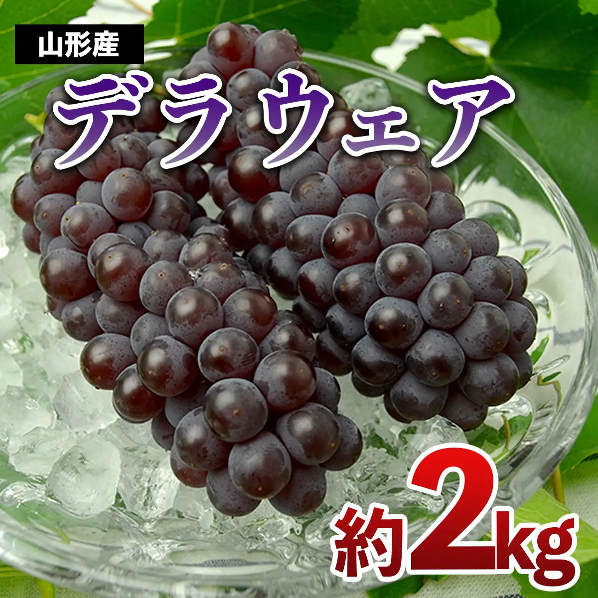 山形のぶどう デラウエア 約2kg(L～3L/10～16房)【令和8年産先行予約】FS24-569 くだもの 果物 フルーツ 山形 山形県 山形市 2026年産
