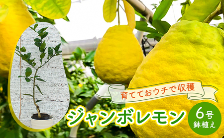 鉢植え 苗木 ジャンボレモン 6号 高さ約70～90cm レモンの木 レモン