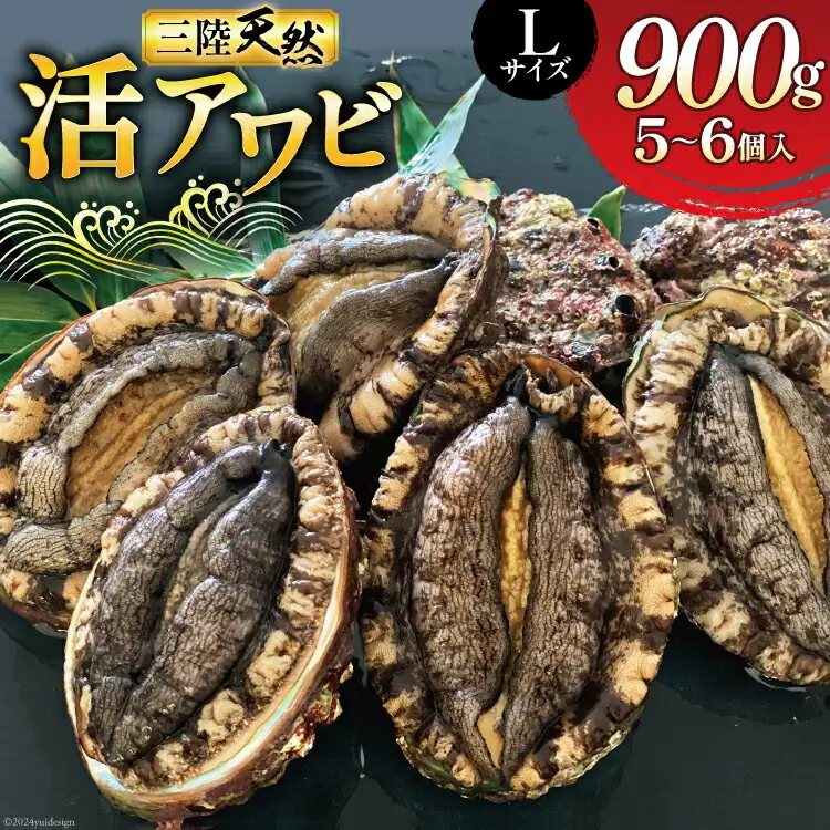 【期間限定発送】 海鮮 魚介 三陸 天然 活 アワビ Lサイズ 900g(5～6個入) [マルヤ五洋水産 宮城県 南三陸町 30al0009]