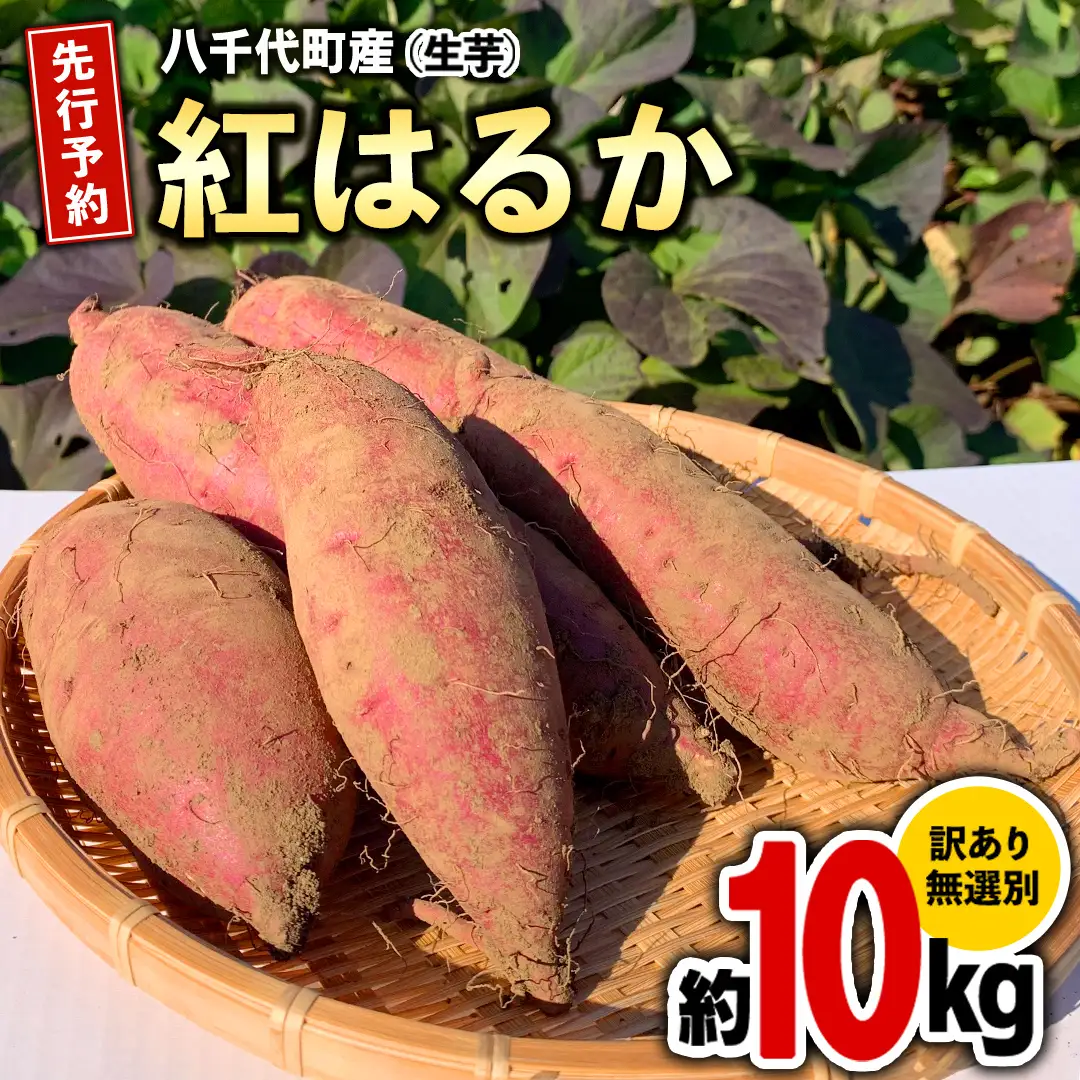 さつまいも 紅はるか サツマイモ 約10kg 訳あり