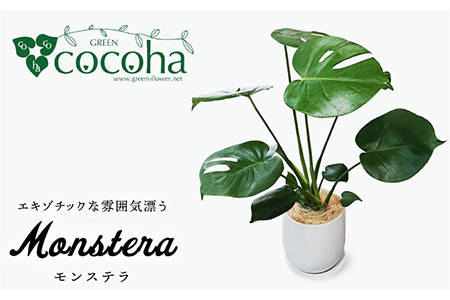 【お中元対象】モンステラ  糸島市 / cocoha [AWB018] 観葉植物 グリーン インテリア 室内