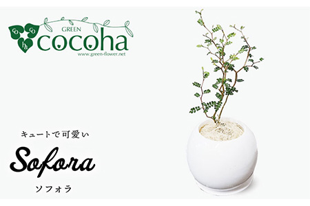 ソフォラ 糸島市 / cocoha [AWB014] 観葉植物 グリーン インテリア 室内
