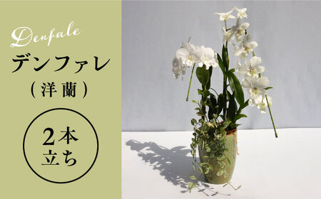【お中元対象】【30セット 限定 】 デンファレ （ 洋蘭 ） 2本 立ち 《糸島》【和饗エコファーム株式会社】蘭 洋蘭 デンファレ 花 インテリア お祝い 贈り物 [AVI005]