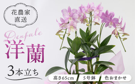 【お中元対象】【30セット 限定 】 デンファレ （ 洋蘭 ） 3本 立ち  《糸島》【和饗エコファーム株式会社】蘭 洋蘭 デンファレ 花 インテリア お祝い 贈り物 [AVI004]