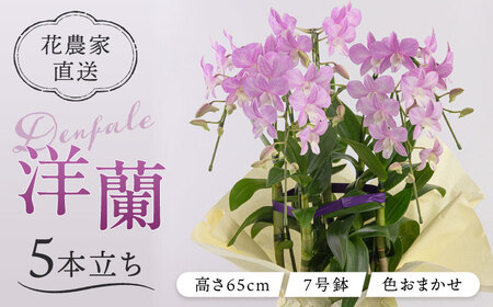 【お中元対象】【30セット 限定 】 デンファレ （ 洋蘭 ） 5本 立ち 《糸島》【和饗エコファーム株式会社】 蘭 洋蘭 デンファレ 花 インテリア お祝い 贈り物 [AVI003]