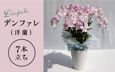 【お中元対象】【10セット 限定 】 デンファレ （ 洋蘭 ） 7本 立ち 《糸島》【和饗エコファーム株式会社】 蘭 洋蘭 デンファレ 花 インテリア お祝い 贈り物 [AVI002]