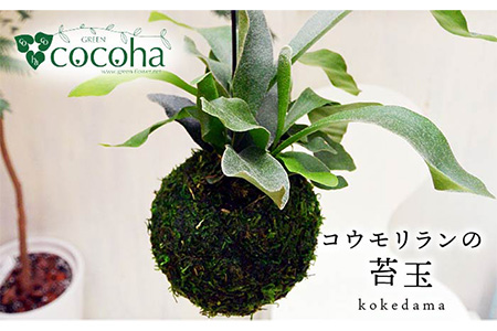 【お中元対象】吊るして オシャレ 『 コウモリラン 苔玉 』 糸島市 / cocoha 観葉植物 室内 [AWB004]