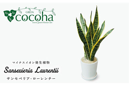 サンセベリア ・ ローレンチー  糸島市 / cocoha[AWB003] 観葉植物 グリーン
