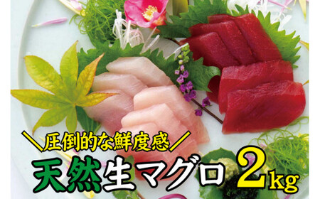 天然 キハダ（もしくはメバチ） 生まぐろ 大容量2kg 鮮度抜群の生まぐろをお届けします / 生鮪 鮪 マグロ 生まぐろ キハダマグロ 刺身【tka015A】